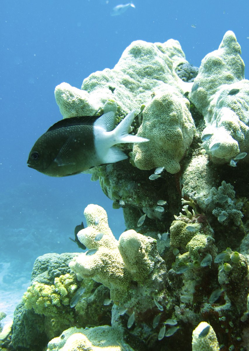 Out in ME! New study by @fishlucre, @celiaschunter et al. explores the effects of parental experience and the paternal/maternal contribution to transcriptional acclimation to ocean warming in coral reef fish.🐟🪸🔥 @WileyEcolEvol Read More: buff.ly/3vuPsBN 📷: @DrJDonel