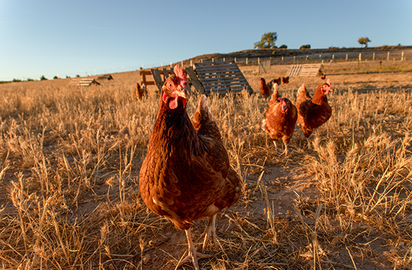 En #GranjaLasVillanas puedes disfrutar de huevos camperos de gallinas en libertad, priorizando el bienestar animal y la calidad. Descubre la calidad y el compromiso de esta granja burgalesa. 🐔🌿 🛒 granjalasvillanas.com