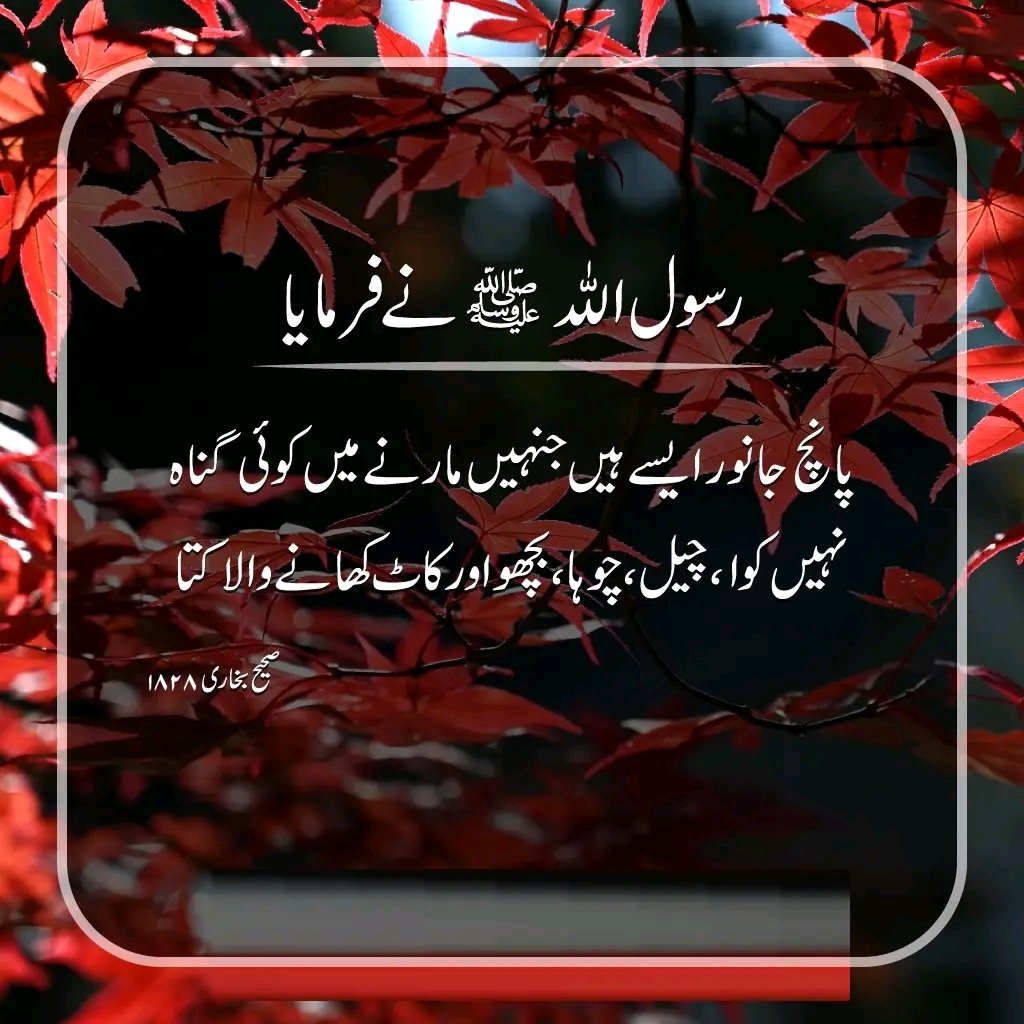 Jamshed Sultan (@jamshed3831) on Twitter photo 