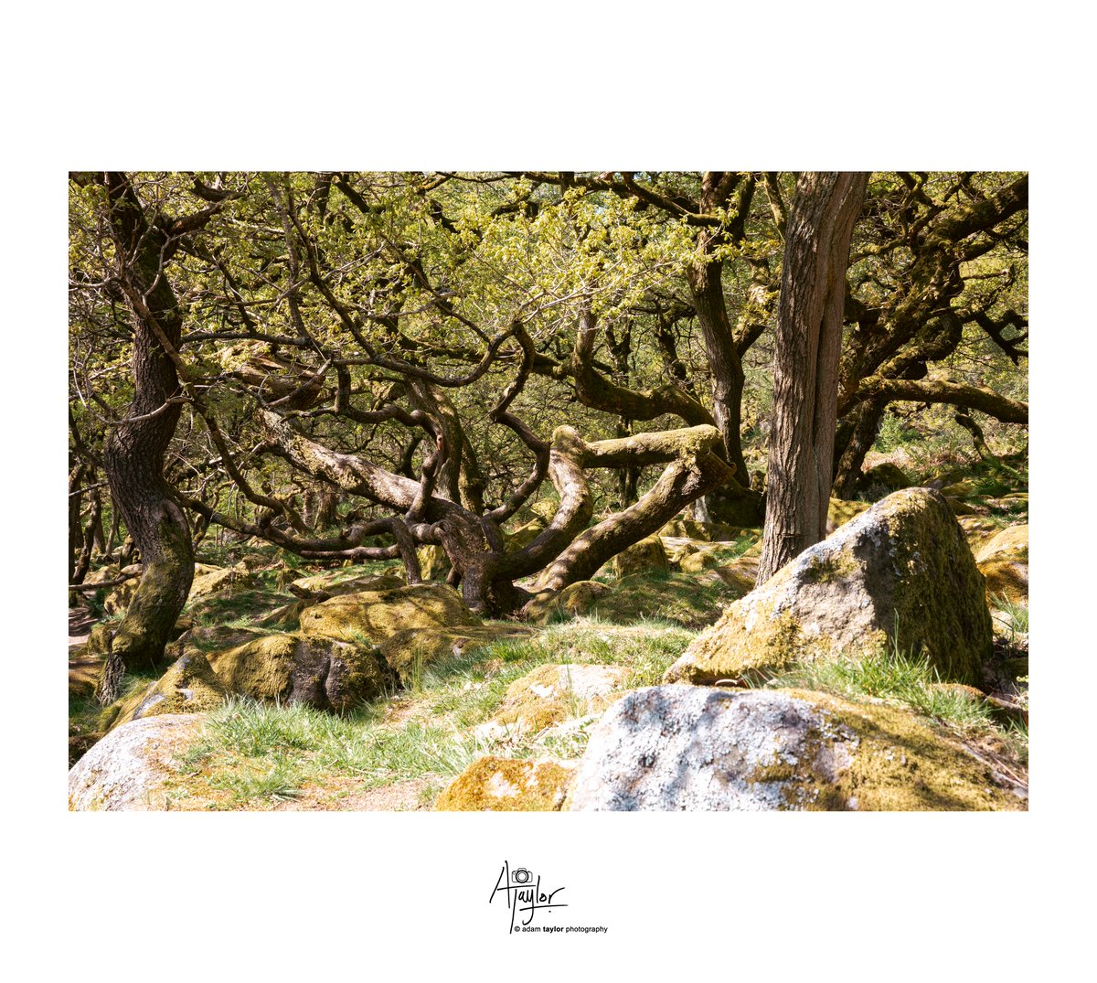 A few frames taken at Padley Gorge, a narrow valley with in the #PeakDistrict near Grindleford. Twisted oak trees populate this ancient #woodland with changing lighting conditions emphasising shapes and patterns. This was my first visit to Padley Gorge. #photography