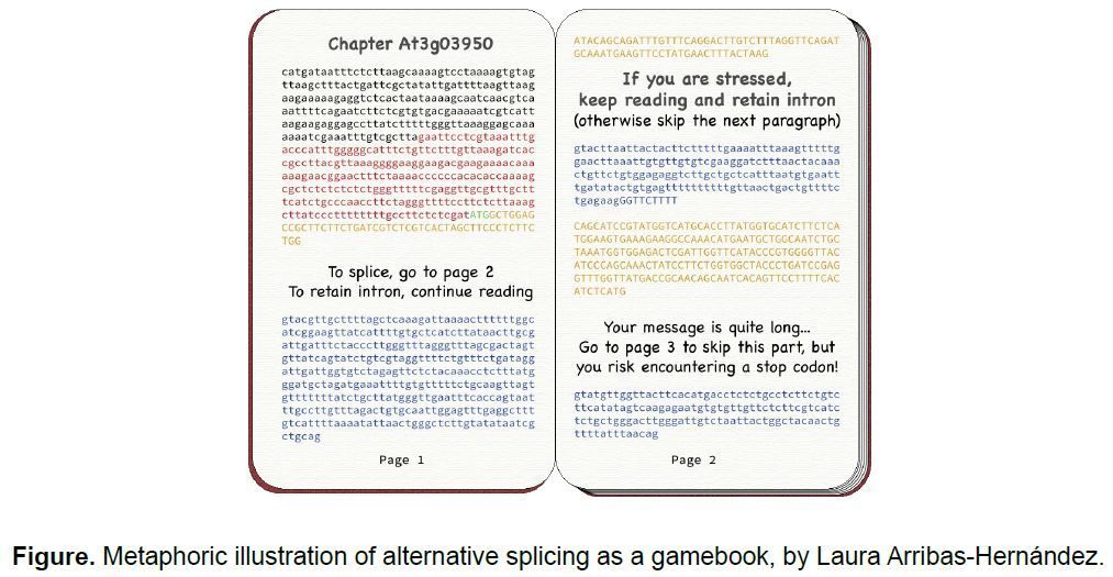 IN BRIEF:  The mRNA puzzle: Intron retention under stress (Laura Arribas-Hernández) buff.ly/4czJctm <a href="/ifibyne/">IFIBYNE 🇦🇷 CONICET - UBA</a> <a href="/majisiglesias/">Maria iglesias</a> <a href="/JulietaMateos5/">Julieta Mateos</a> <a href="/solpsantangelo/">Soledad Perez-Santangelo</a> <a href="/Laurha_AH/">Laura Arribas-Hernández</a> <a href="/ASPB/">ASPB</a> #PlantSci