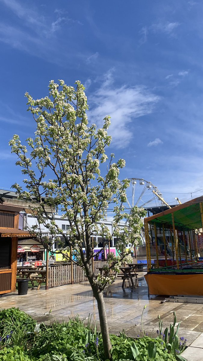Pear blossom and blue skies at @EdibleBristol this morning. #GardeningTwitter #GardeningX