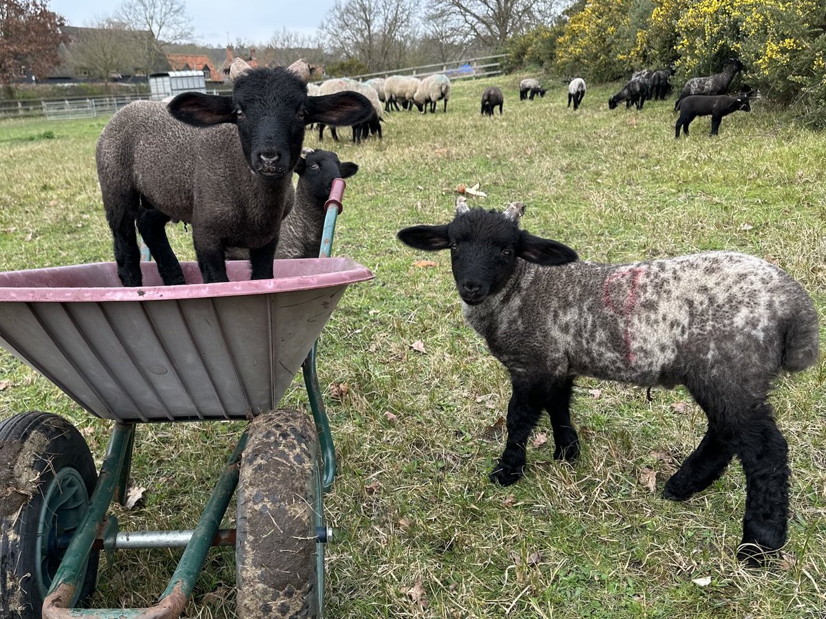 #Lambing is always a busy time even for our small flock of #NorfolkHorn sheep kept for #conservationgrazing but the lambs are so cute and very inquisitive! ⁦@RBSTrarebreeds⁩ ⁦@PastureForLife⁩ ⁦@NFFNUK ⁦@coastandheaths⁩