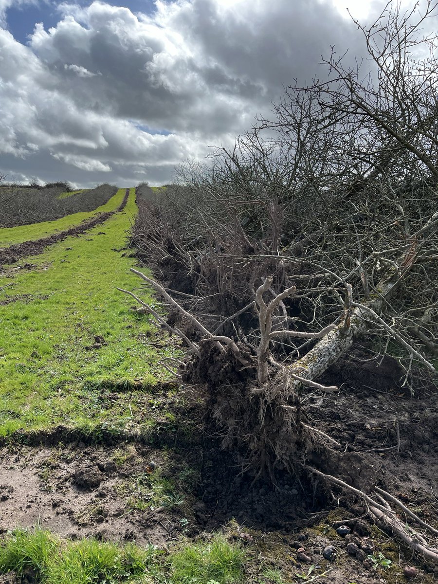 Chris Taylor tweet media