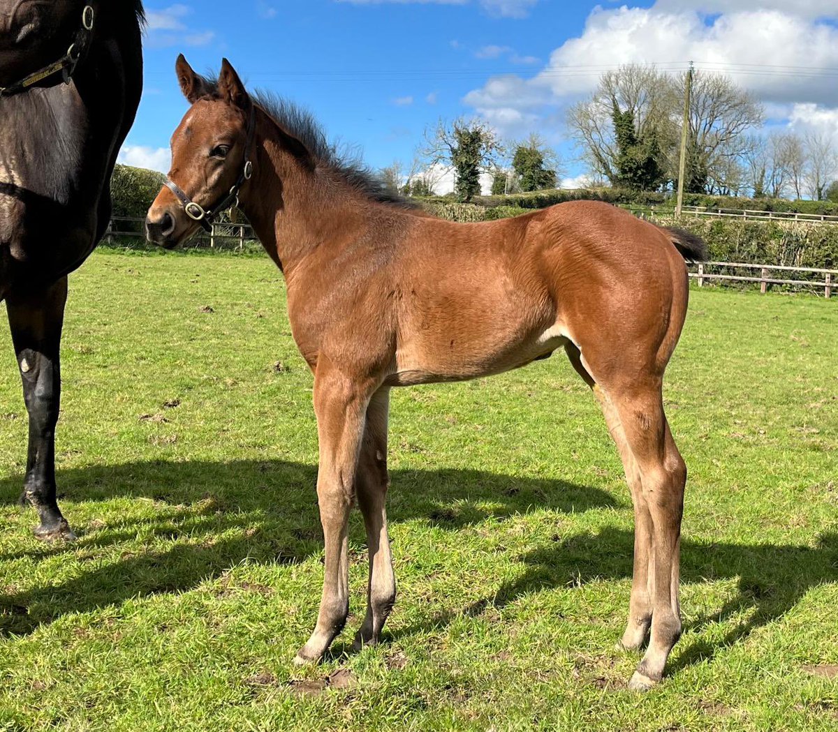 We’re absolutely delighted with this strong daughter of @Lanwades SEA THE MOON. A first foal out of €410,000 @Goffs1866 purchase SUWAYRA (SIYOUNI). Suwayra hails from the wonderful @AgaKhanStuds family of champion SINNDAR was recently covered by SEA THE STARS. ⭐️