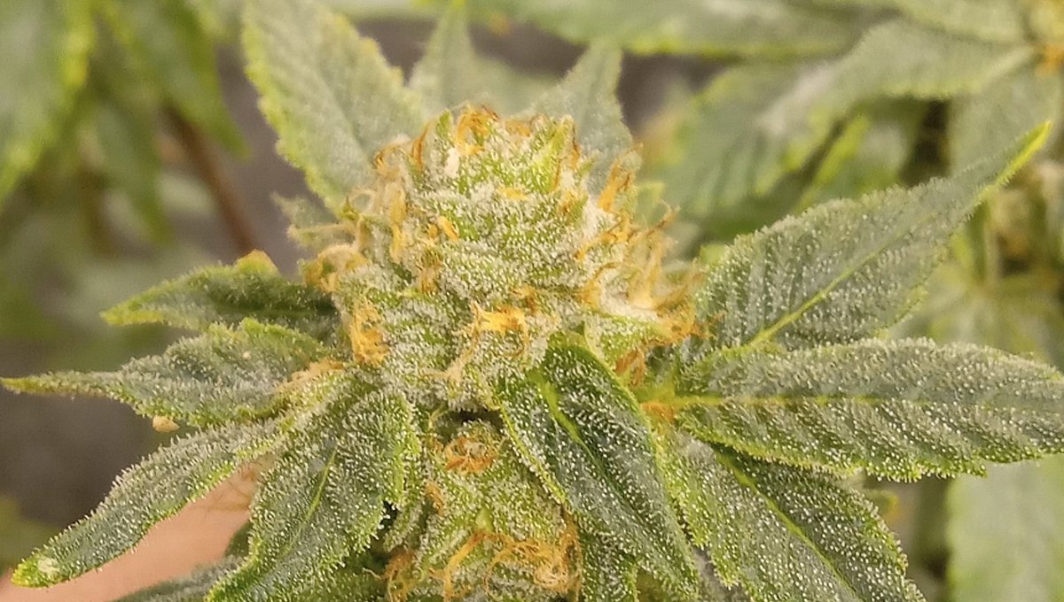 Northern ThunderFuck from @royalqueenseeds #mmemberville #CannabisCommunity #cannabisculture #cannabisindustry #WeedLovers #indoorgrow #upstateny