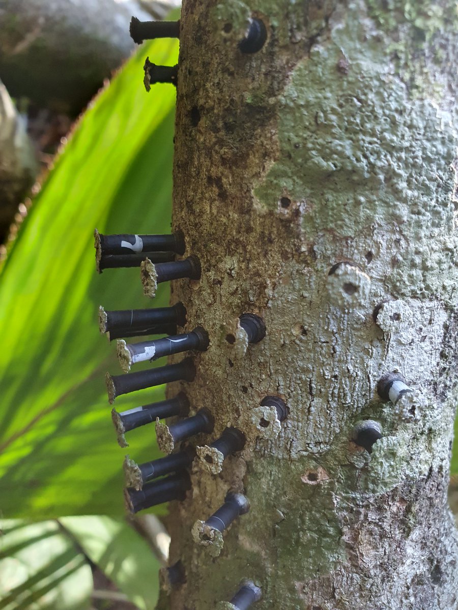 At a glance, I thought somebody had been knocking a few nails into this log in Peru, but these are the fruiting bodies of the fungus Camillea leprieurii.