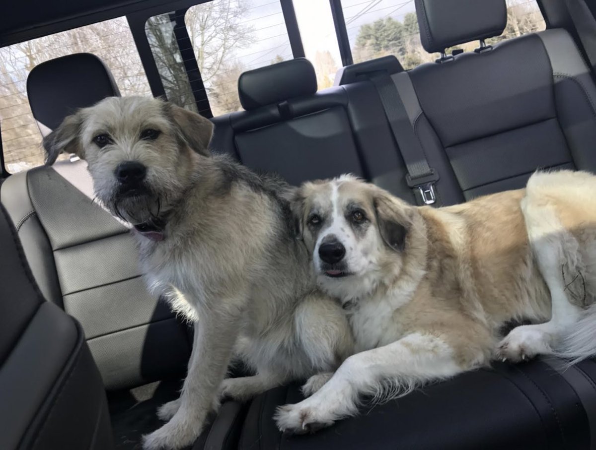 Bandit_Morgan's tweet photo. Life is relaxing when we can lean on something soft. https://t.co/YDUtfjcc3B