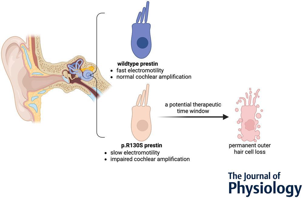 Satoe Takahashi, Kazuaki Homma (@NM_ENT), Yingjie Zhou and Mary Ann Cheatham (@NorthwesternCSD) define the pathogenic roles of p.R130S prestin and identifies a limited time window for potential clinical intervention! 📜buff.ly/4axdRp6
