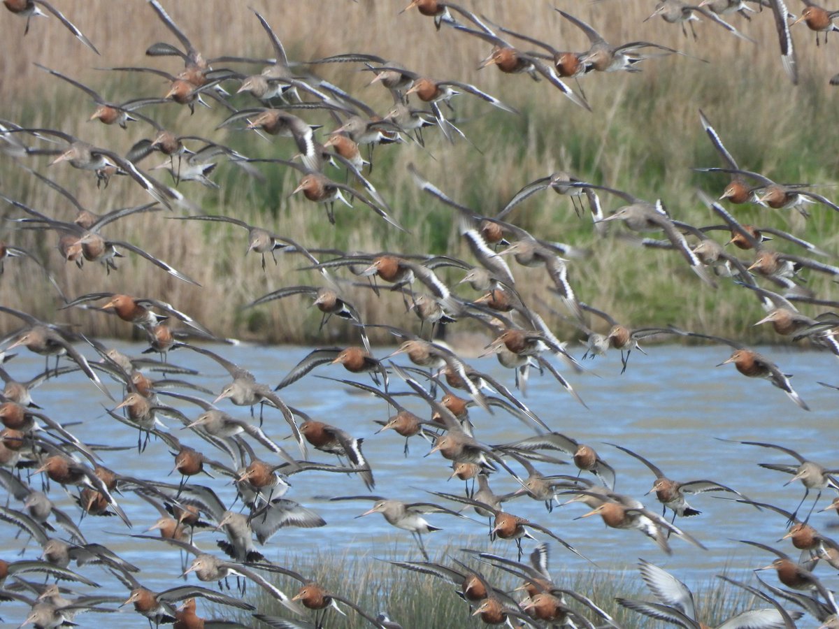 Black tailed godwits coming into breeding plumage, gorgeous looking waders. We are so privileged to have the Gwent Levels available to us, such a rich and diverse landscape. @GwentLevels @waderquest @GOS_birds #GwentLevels @Lisalevels