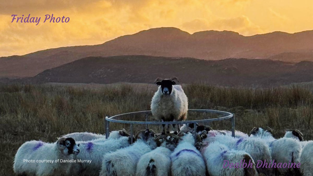 Callanish sheep at sunset. Thanks to Danielle Murray for this fantastic image for our #fridayphoto 
#dealbhdhihaoine #carlowayestatetrust #communityownedestate