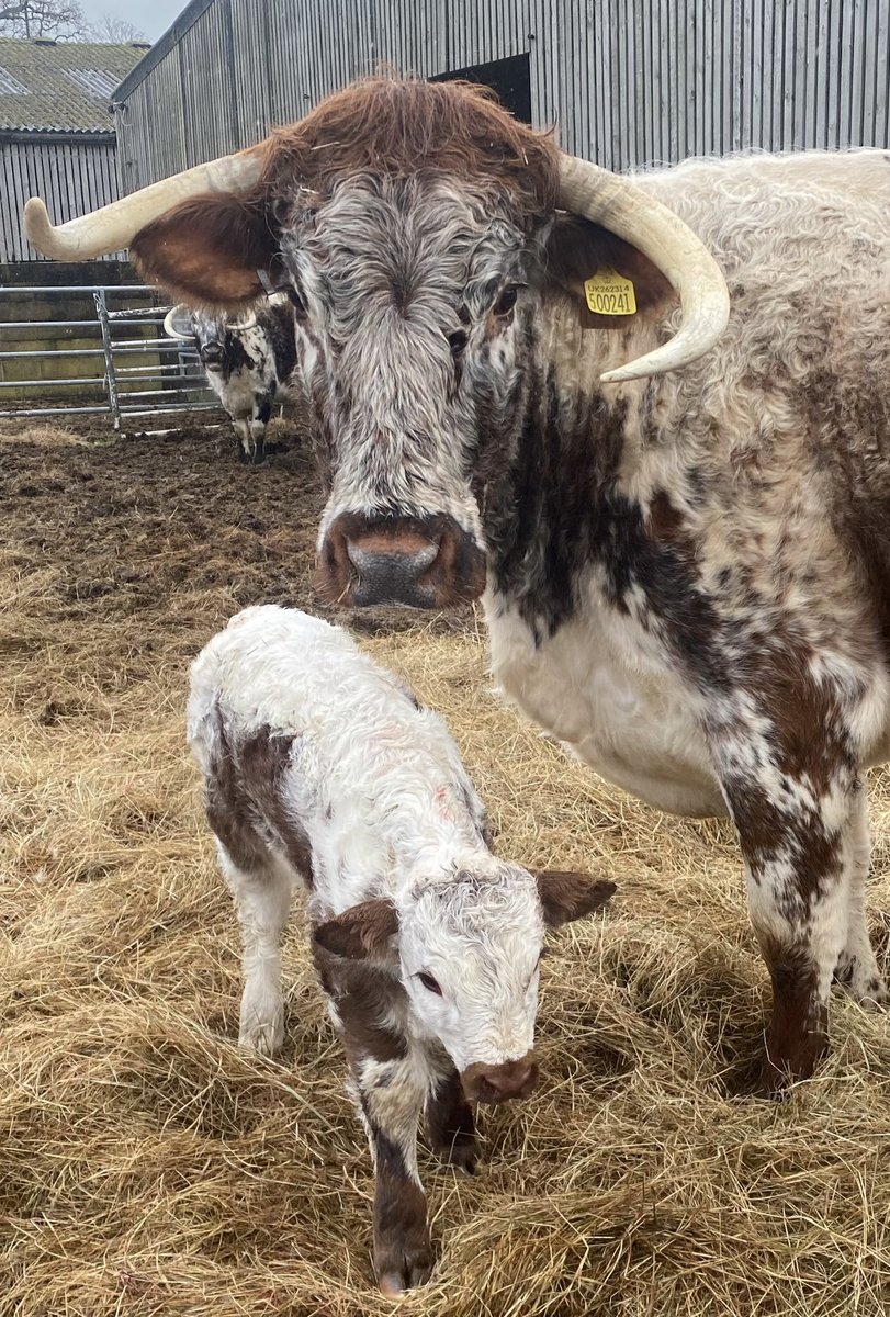 BotanyFarm's tweet image. Another gorgeous pedigree Longhorn calf born this morning #Conservationgrazing  #Farming #BotanyBay #Enfield