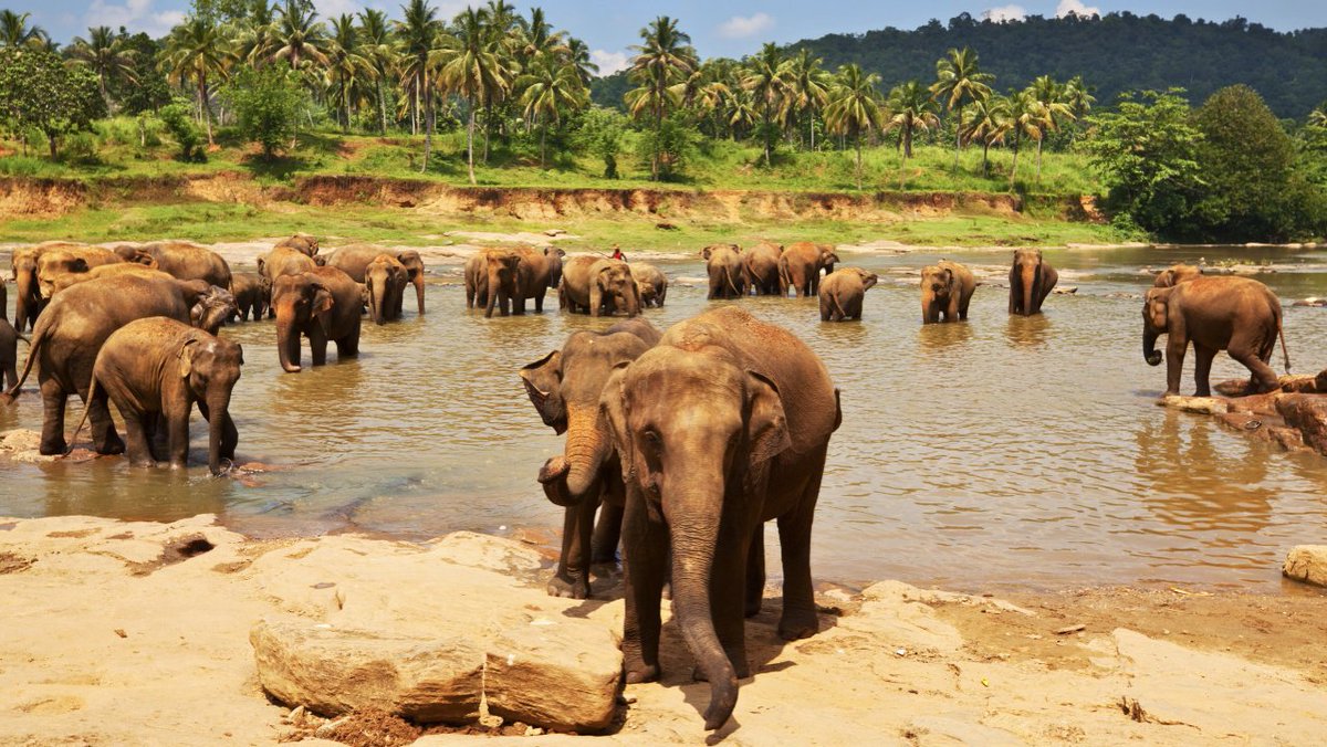 Embark on an eco-friendly adventure to the heart of Sri Lanka's luxurious wonders with our latest article by @UKTravelWriter Thanks to @hayesandjarvis for planning the trip. #srilankatravel #sustainabletourism #beautifuldestinations voyagersvoice.com/exploring-sri-…