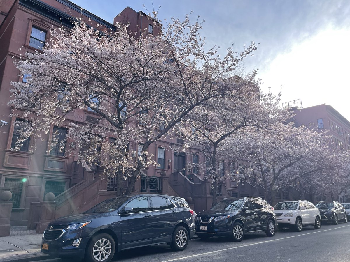 tokuyuki's tweet photo. #開花前線 到着 #近所の桜 #サクラサク #ハーレムのサクラ #holyweekend https://t.co/UQ7ao4ozJa