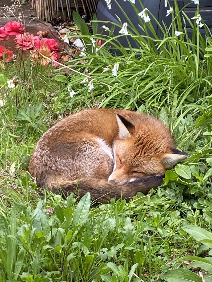 #foxoftheday our resident fox 🦊🥰