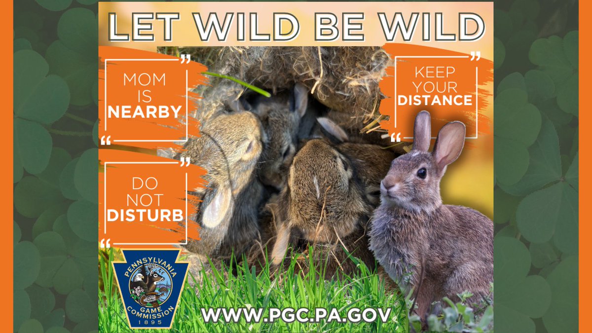 The next generation of Pennsylvania’s wildlife is hitting the landscape. Leaving young wildlife alone is not only a part of being a responsible steward of nature — it’s the law. Let wild be wild. If you have a wildlife concern, give us a call at 1-833-PGC-WILD.