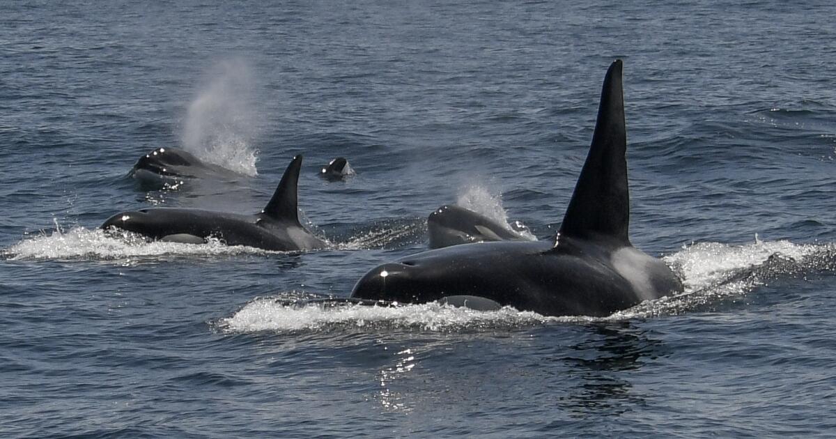Scientists say these killer whales are distinct species. It could save them latimes.com/environment/st…