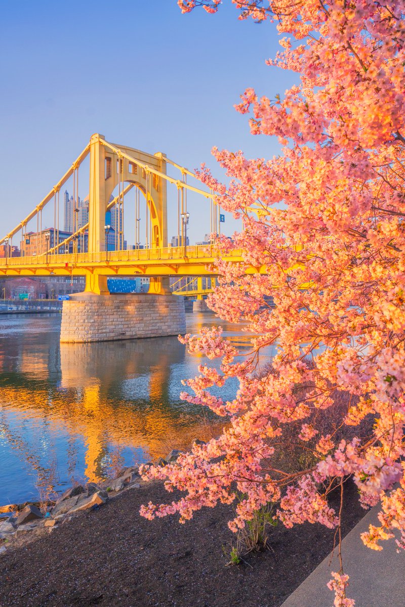DaveDiCello's tweet photo. Headed back down to the North Shore of #Pittsburgh this morning where the cherry blossom are in full bloom. My favorite time is right when the sun rises above the bridges and hits the blossoms, giving the normally pink and white flowers this amazing rose gold look. https://t.co/E2VHK3bPQM