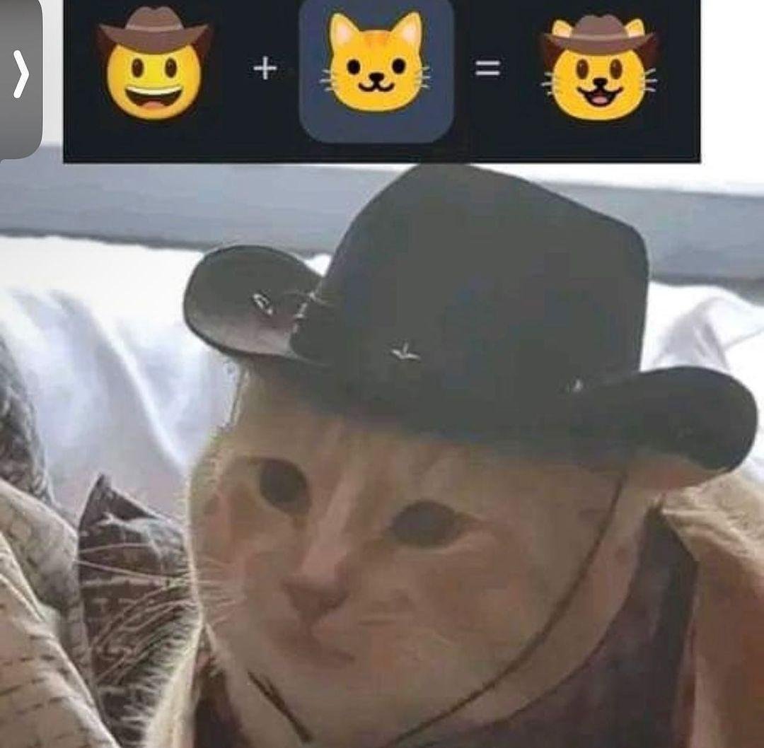 DontShowYourCat's tweet photo. meowdy https://t.co/uVRb7wzxmj