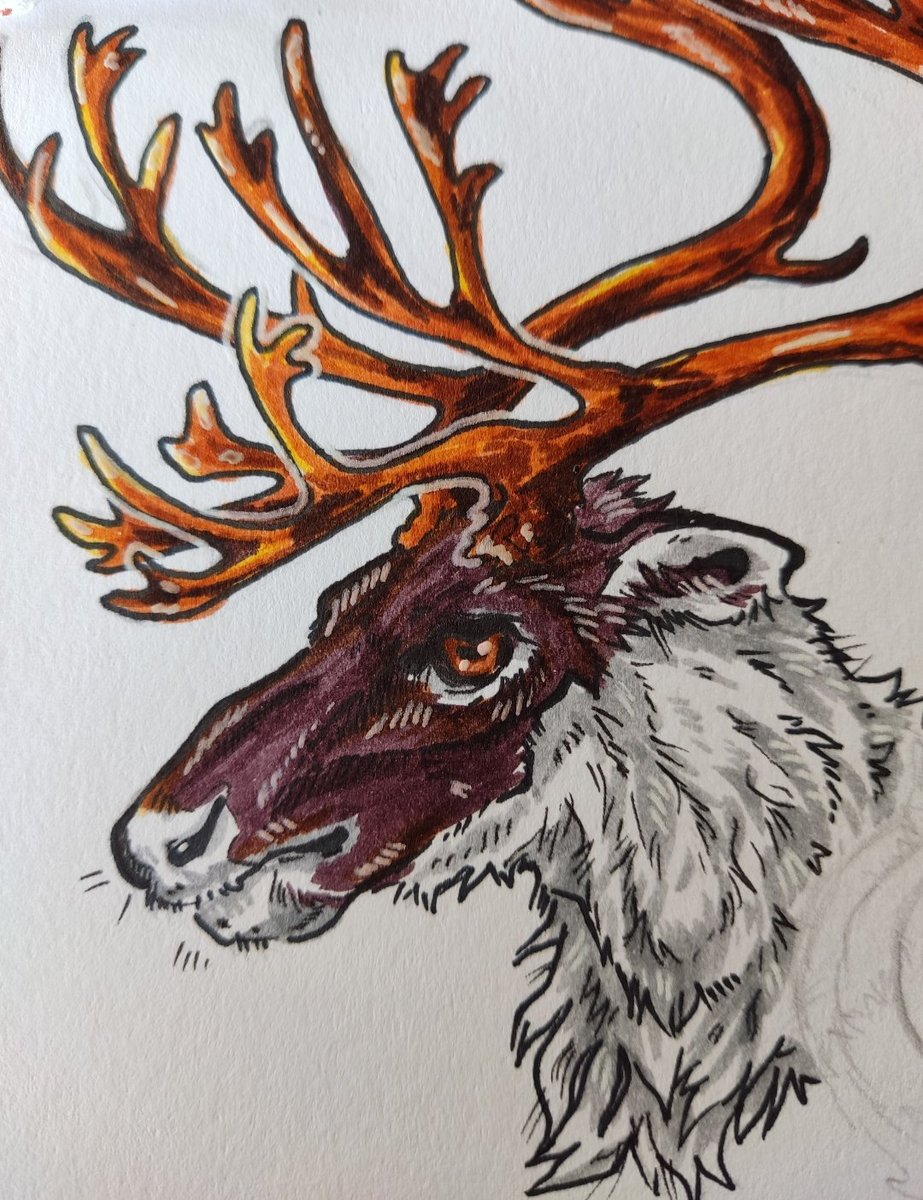 Caribou #sketch!