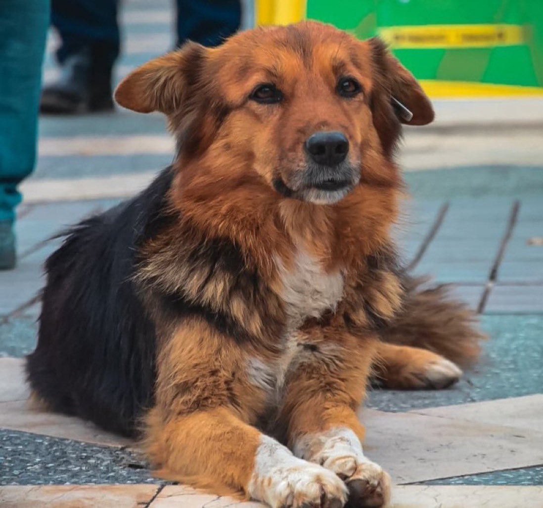 Malatya'nın maskot köpeği “Badem” araba çarpması sonucu hayatını kaybetti..