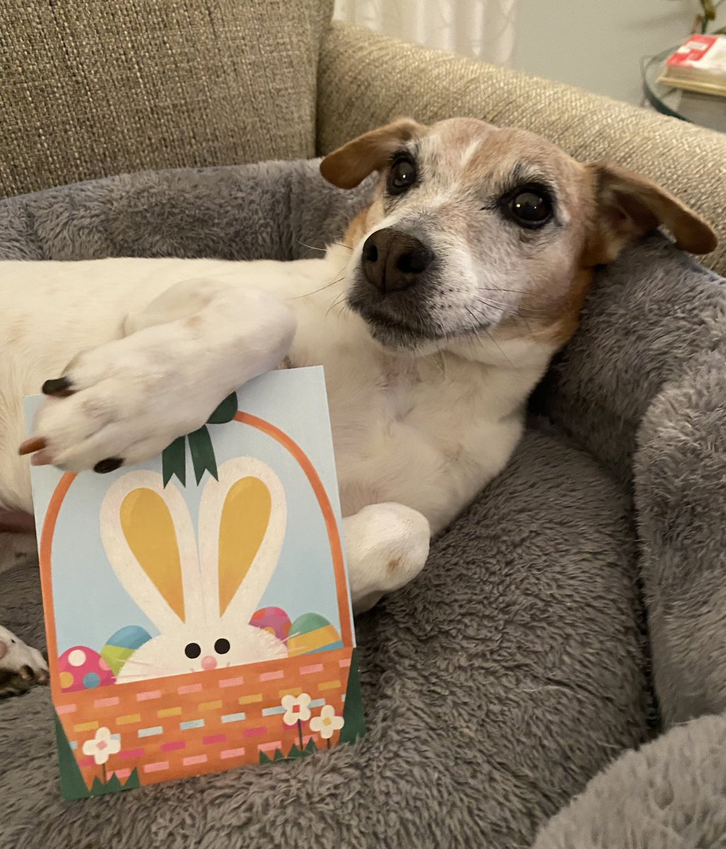 BelleLBear's tweet image. #EasterWeekend #dogs ⛪️#EasterCard #dogsoftwitter #fridaymorning #dogsofX #zshq  #LittleBear 🐰💛✝️🐣
Isn’t this a beautiful Easter card from my Girlfren, Daisy Mae @DaisyMaeJack ? She’s the bestest! Love ya 🐣⛪️🐇