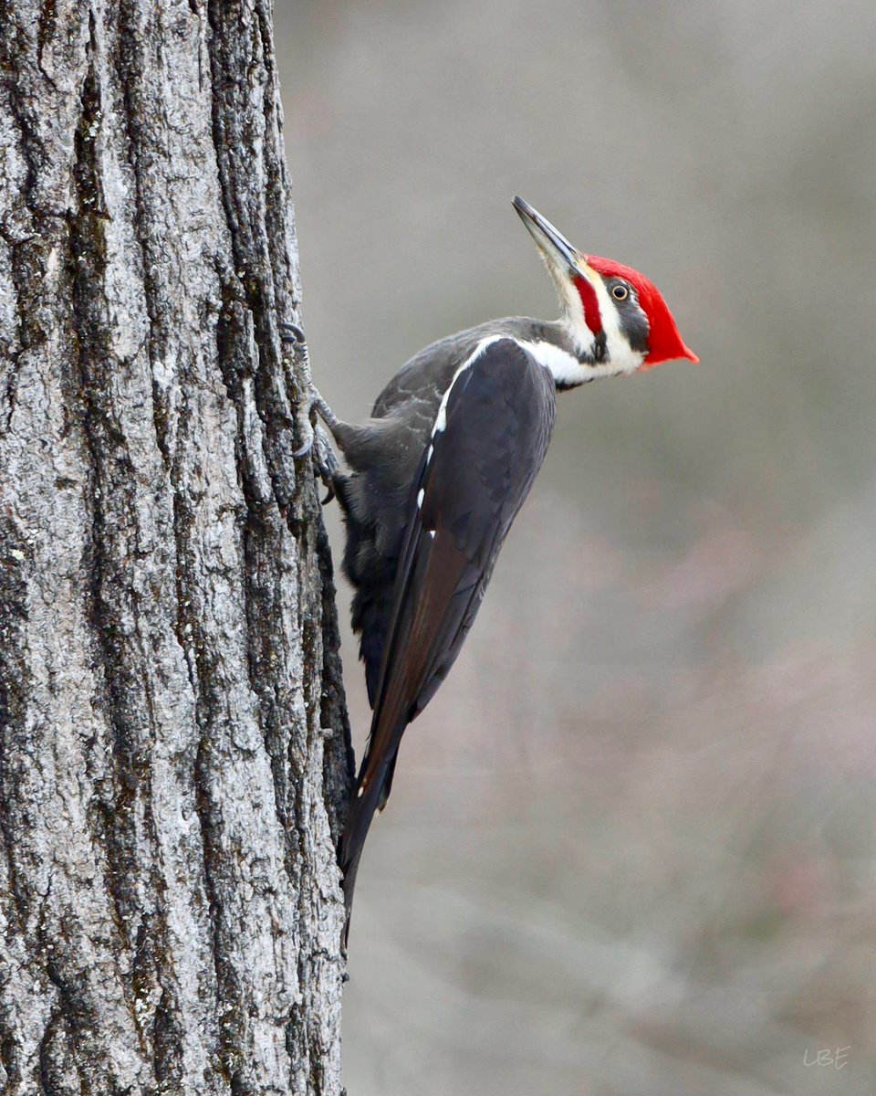 “Once in his life, every man is entitled to fall madly in love with a gorgeous redhead.” -Lucille Ball ❤️ #PileatedWoodpecker #Birdwatching #BirdPhotography #TeamCanon #BeautifulBirds #Woodpecker