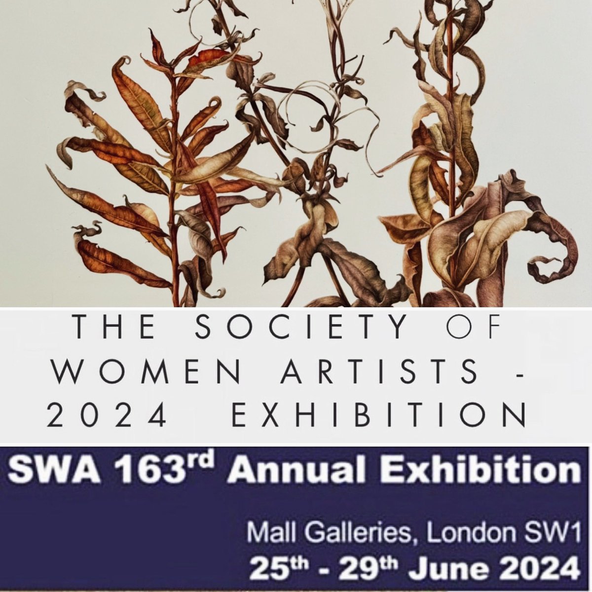 Absolutely delighting to have ‘Bombweed’, decaying Rosebay Willowherbs in watercolour, selected for the Society of Women Artists 163rd open exhibition from 25th-29th June at the Mall Galleries in London. <a href="/SWAinfo/">SWA</a> <a href="/mallgalleries/">mallgalleries</a> #womensupportingwomen #botanicalart