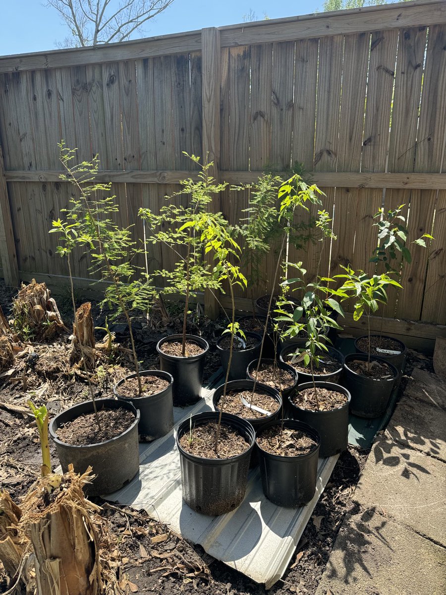 I plant 20+ trees every year. I get seedlings from Nativ nurseries and pot for a year. These are cypress, black cherry, persimmon, mulberry and flat wood plum.