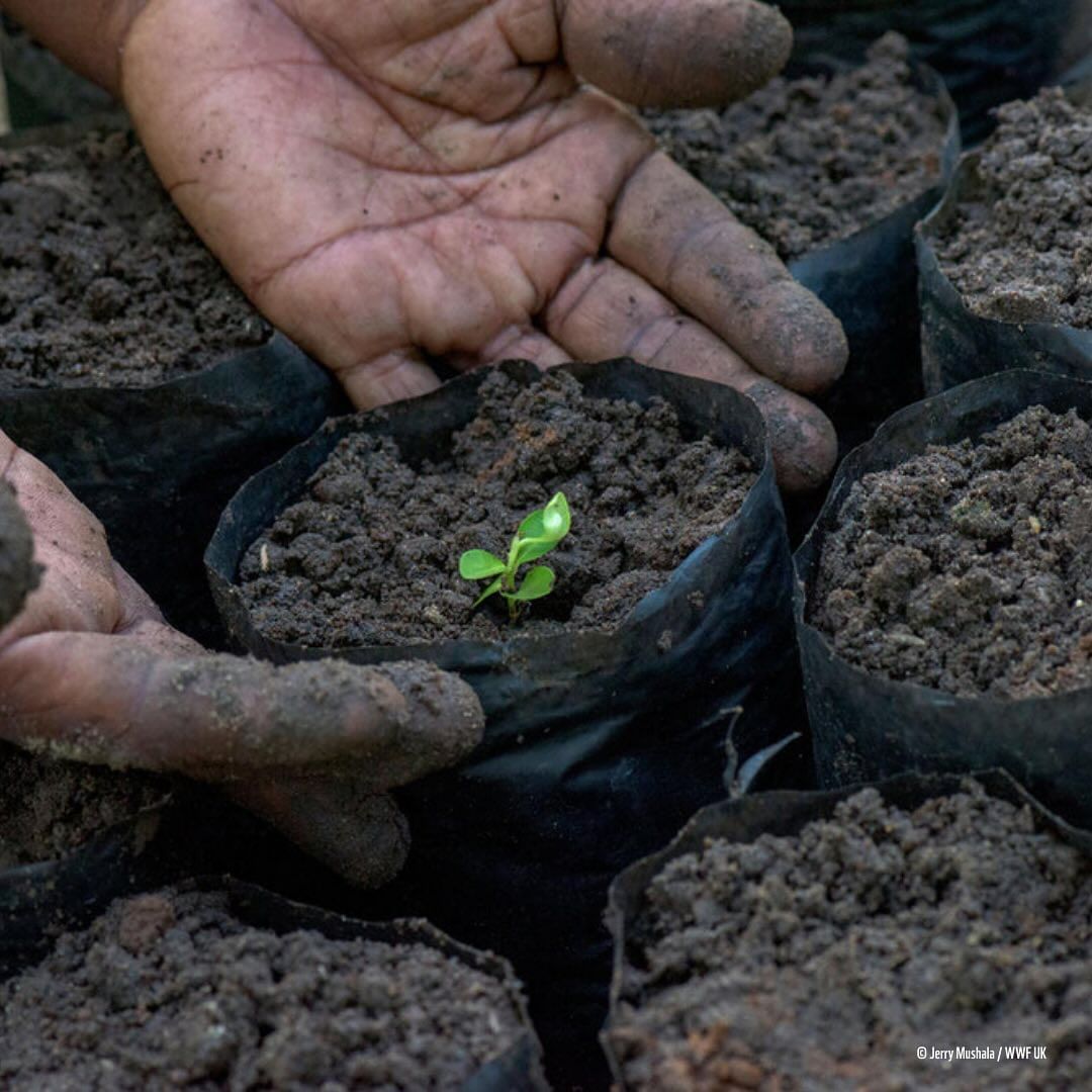 Cuando cuidamos los bosques, ellos también nos cuidan a nosotros. Los bosques saludables proporcionan aire limpio, refugio, medios de subsistencia y mucho más. 🌳 Son nuestro sustento.