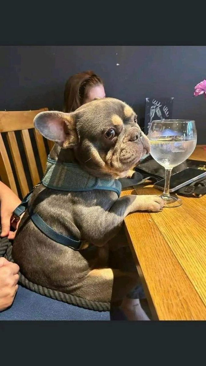 Frenchies Zone tweet media