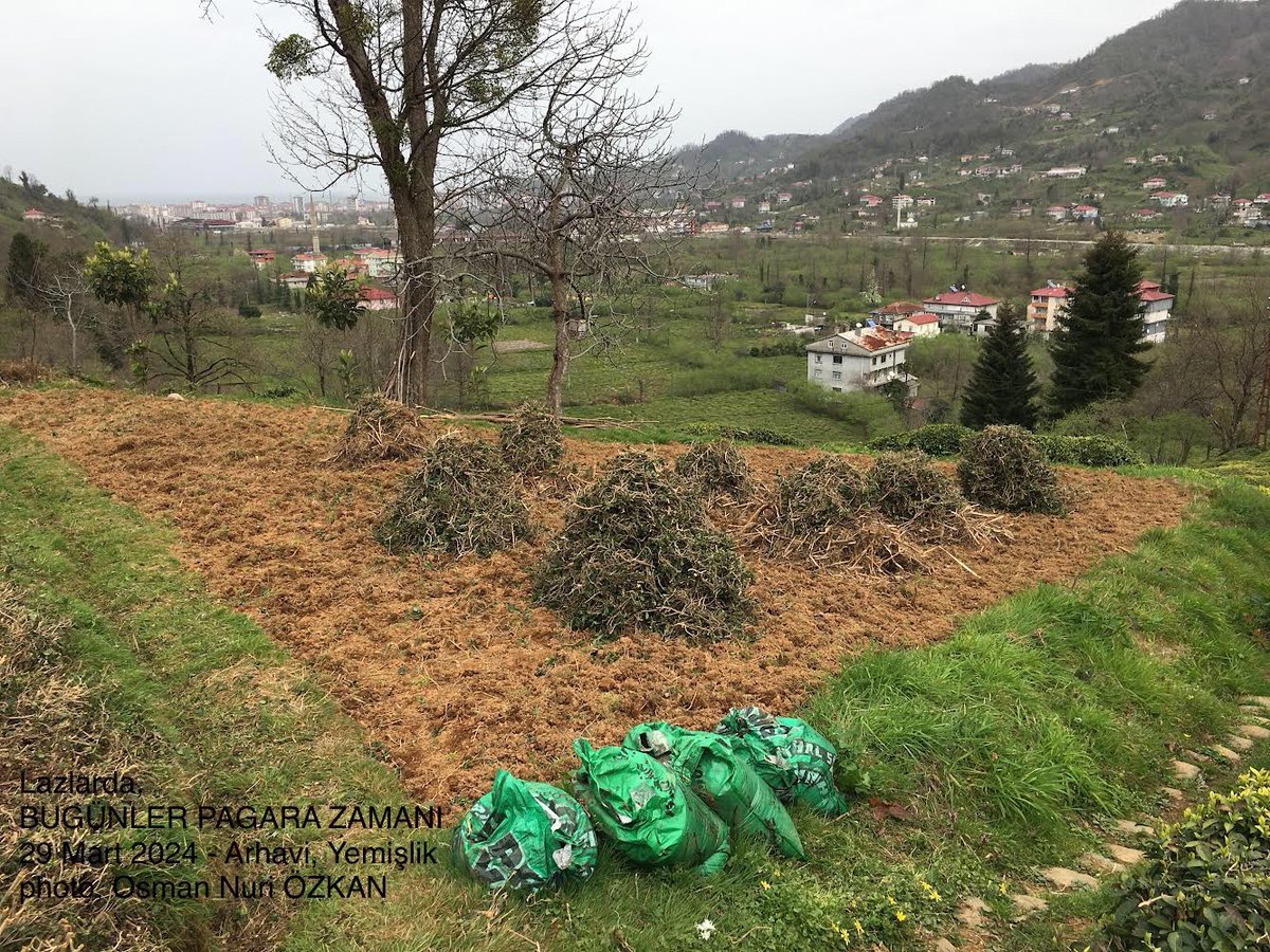 osmannuriozkan's tweet photo. 🍃Lazlarda,
BUGÜNLER PAGARA ZAMANI
(Kuru mısır saplarının yakılması)

Lazlarda bu günlerde tarlaları ekine hazırlamak için geçen yıldan kalan mısır sapları kesilir ve yakılır. Bu durum ilkbaharın ve ürün yetiştirmenin adeta müjdecisidir.

29 Mart 2024
#Pagara #Arhavi https://t.co/0JUA2jUpVn