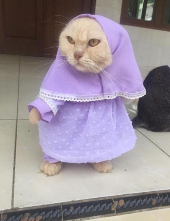 _ZWSTORE's tweet photo. Mari hijrah menjadi lebih baik meng. https://t.co/d0yrAb8CCN