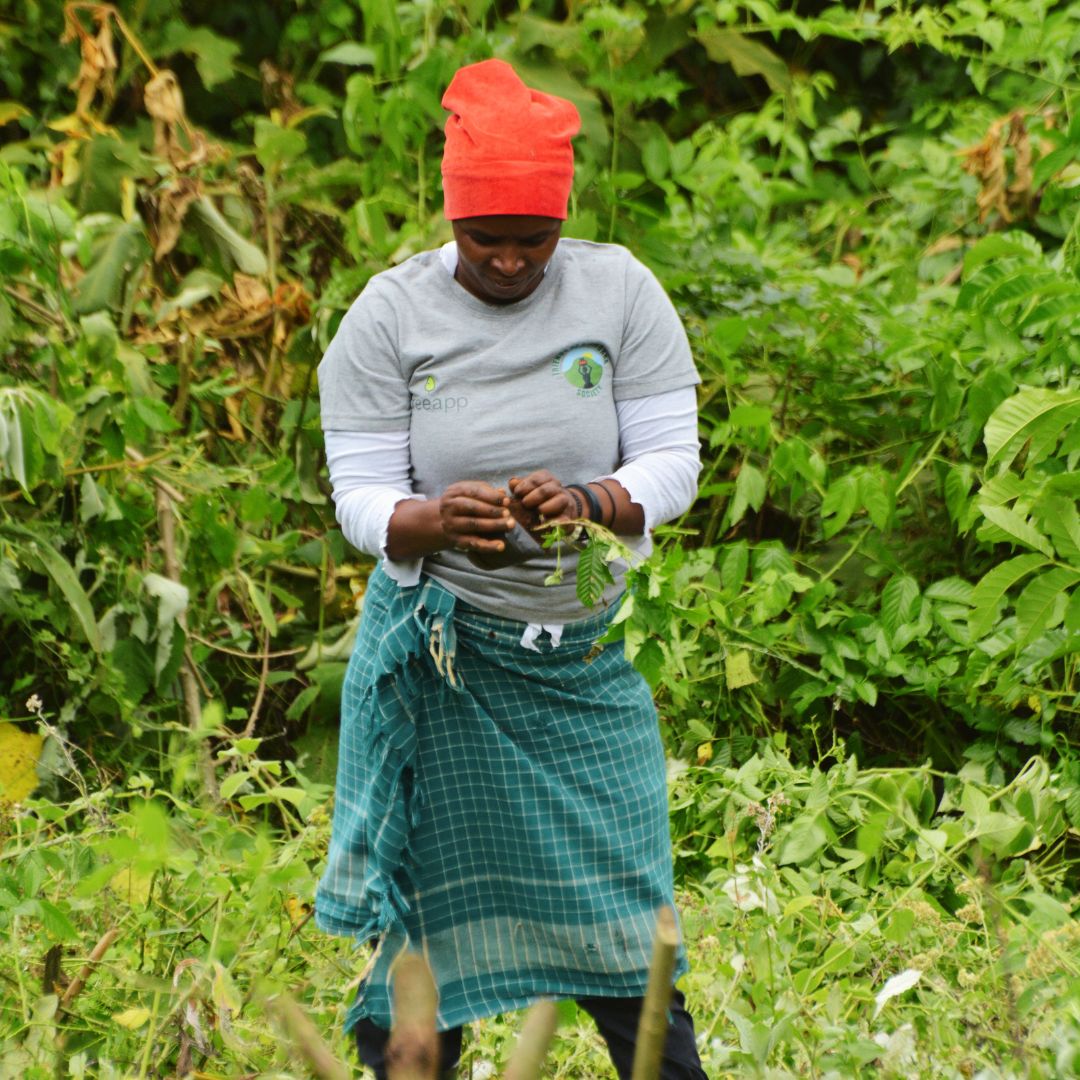 Update from Tanzania! 🌿 The dedicated local planting partners are putting in the work. In an area overrun by weeds, the mission is clear: weed out the invaders to make way for the growth of native species. 🌱 #TanzaniaConservation #Treeapp #Reforestation #Tanzania 🌍🌱