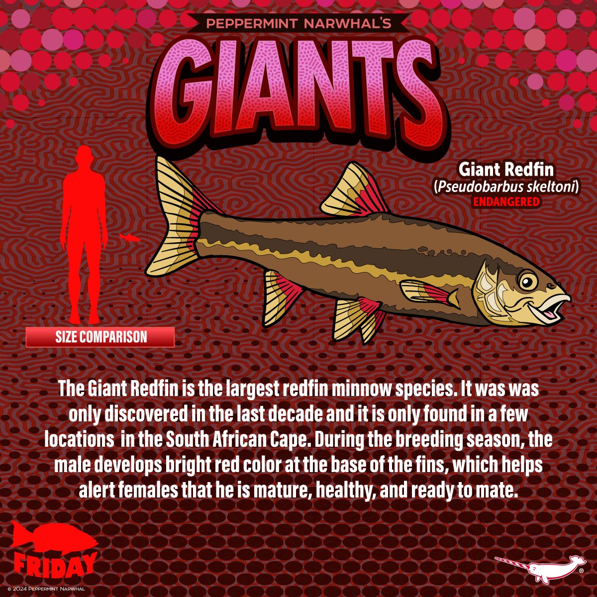 #GIANTS #GiantRedfin #FishFriday Shop #PeppermintNarwhal: peppermintnarwhal.com #Pseudobarbus #Minnow #Redfin #Fish
