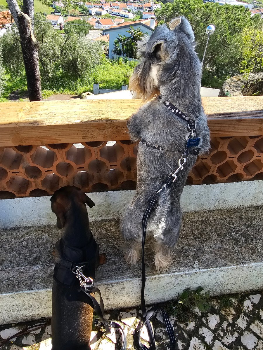 Eheh, how is the view down there, Cousin Zé Cão? 🤭 #SchnauzerGang #Dachshund #view