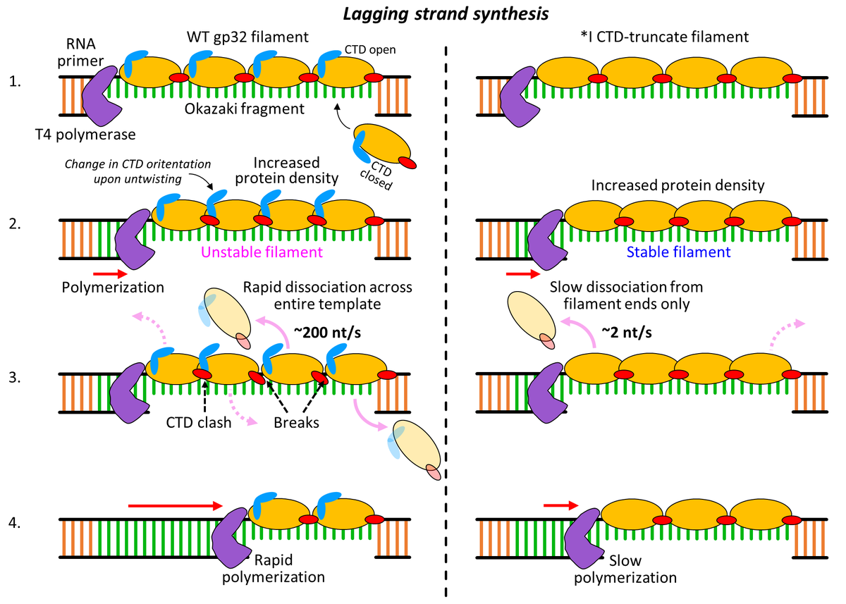 Williams Lab tweet media
