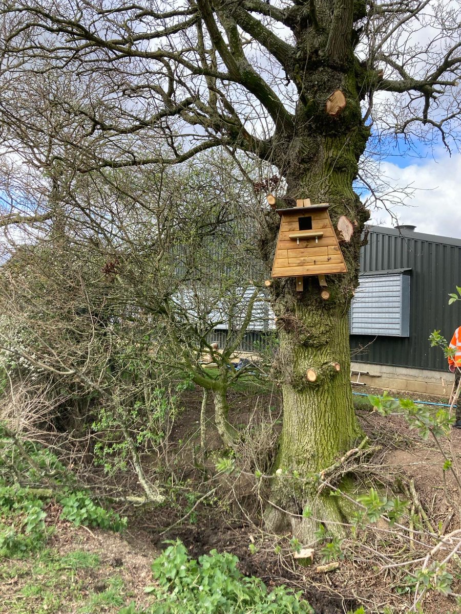 Suffolk Bird Group have a Barn Owl Support Suffolk (BOSS) project to help build upon the great legacy of the Suffolk Community Barn Owl Project (SCBOP). Help & advice is available for the siting of nest boxes, their installation plus maintenance & monitoring. @SuffolkBirdGrp