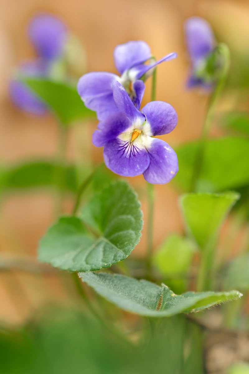 Viola buvanii, violeta del Montseny. @MuseuBdn @xarxadeparcs @SonyEspana @Foto_K @Nicolastimica