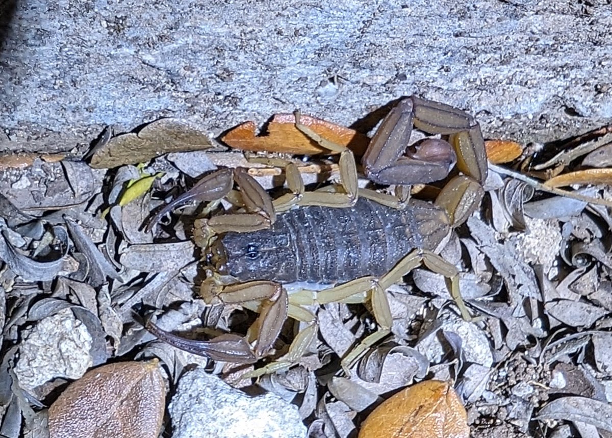 A great way to look for scorpions is to use UV light because they glow in the light. This Bark Scorpion was found by @durhambirder.