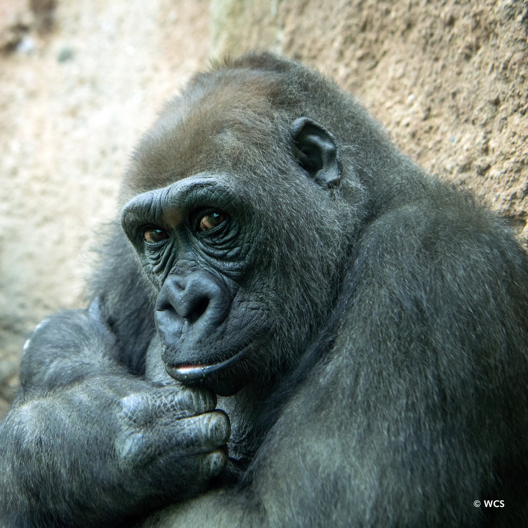 BronxZoo's tweet image. We all have a role to play in saving species, and at the Bronx Zoo we engage in this work everyday by caring for more than 11,000 animals, helping engage &amp;amp; educate our guests &amp;amp; local communities, and supporting and conducting field conservation programs. #ReversetheRed

(1/2)