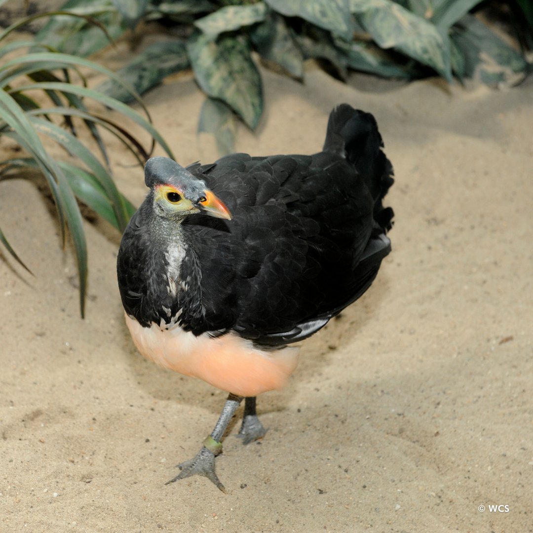 BronxZoo's tweet image. We all have a role to play in saving species, and at the Bronx Zoo we engage in this work everyday by caring for more than 11,000 animals, helping engage &amp;amp; educate our guests &amp;amp; local communities, and supporting and conducting field conservation programs. #ReversetheRed

(1/2)