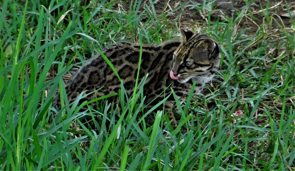 marioquiron's tweet photo. Leopardus pardinoides, el tigrillo nebuloso

Galería de hoy, Viernes 29-Mar-2024

Fuente: Imágenes tomadas de internet, https://t.co/sAAu4RYYWp, Johannes Pfeiderer, Camilo Botero, Tadeu Gomes de Oliveira

#EspeciesInteresantes
#VxM Science https://t.co/l7aMYxHkpg