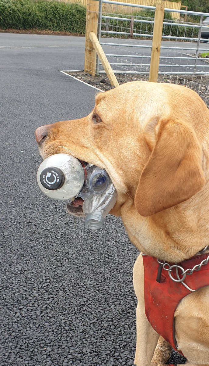 Ohhhh a hat-trick on me plastic picking duties today.....shree bottles for ♻️!! Very proud of me big haul and at the bin Dad givs me a treat for each one(its a 1/4 treat for each coz me seen hims cutting dem treats up!!!) #PawsOnPlastic