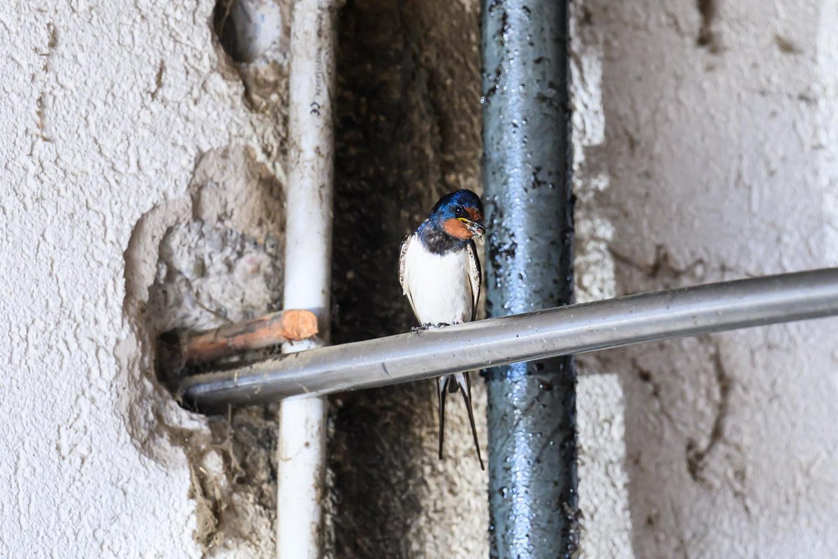 #rondini e #mosche 

Uno studio rivela i numeri del loro rapporto nelle stalle 🐦😊

Articolo besjournals.onlinelibrary.wiley.com/doi/10.1111/13…

Foto: Pietro Cappelletti