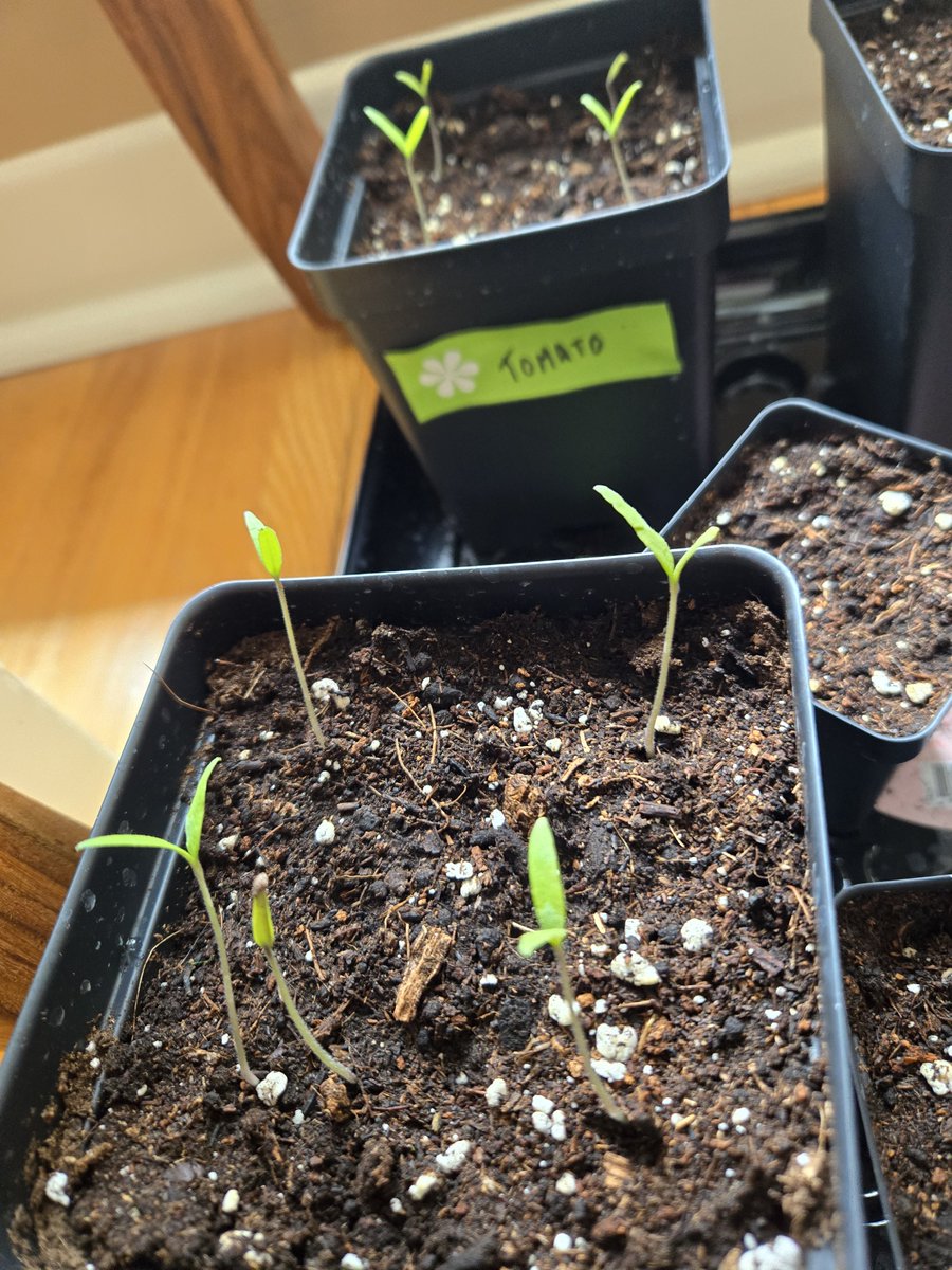 AAAAAAND . . . 
THEY'RE UP!!!! 
🍅🍅🍅🍅

Yippee!!!!!!! 
☀️🌞🌤️☔️

#signsofspring #signsofgrowth #tomatoes