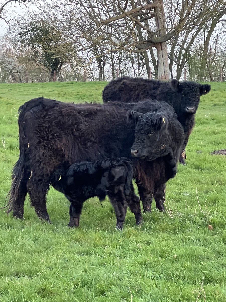 New Spring arrival at Pakenham just three days old. ⁦@two_mills⁩