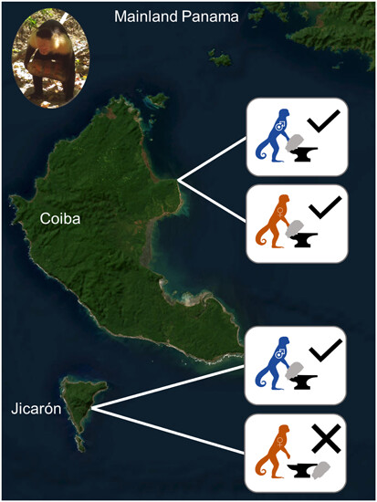 @GoldsboroughZoe; @bjjbarrett; @MegCrofoot Male-biased stone tool use by wild white-faced capuchins #primates #capuchins #tools #behavior onlinelibrary.wiley.com/doi/full/10.10…