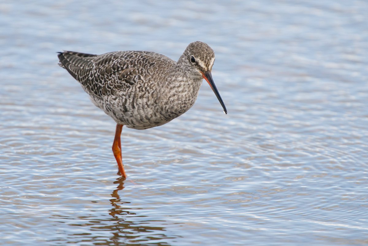 The long-staying Spotted Redshank showed well from the Rushy hide at lunchtime, slowly getting darker! #GlosBirds