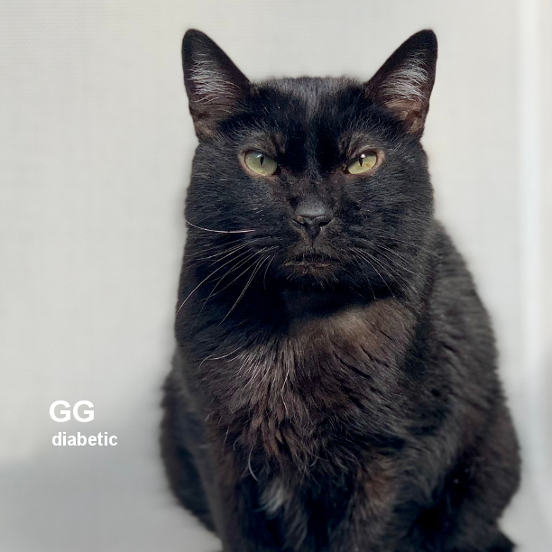 BLACK CAT FRIDAY! GG is 7 years 11 months-old and a very sweet, loving, chill kitty, who’s fairly independent and doesn’t need a whole lotta attention, other than his twice-daily insulin injections, which he takes extremely well (doesn't even notice). #snapcats #diabeticcats
